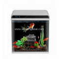 Best Selling Fashion Design Live Aquarium Fish